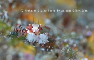 240714-kuma-02kinchaku.jpg