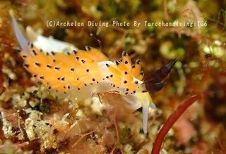 240714-seki-05turuga.jpg