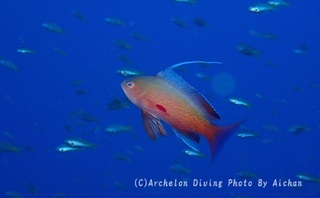 240728-ai-01kingyo.jpg