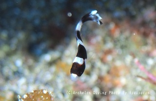 240803-iso-01ajia.jpg
