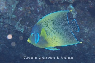 240803-iso-07sazanami.jpg