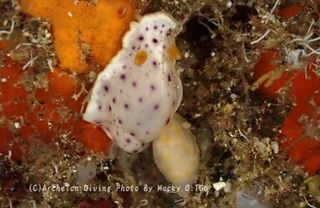 240809-ono-02monko.jpg