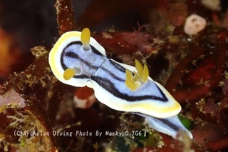 240809-ono-06annna.jpg