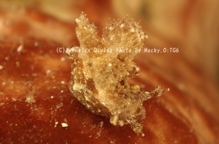 240809-ono-09torapa.jpg