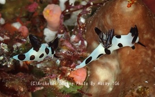 240810-ono-08panda.jpg