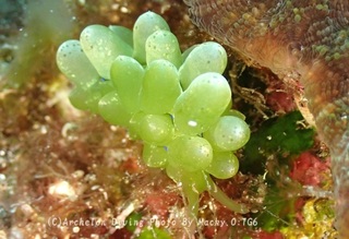 240811-ono-01tamamiru.jpg