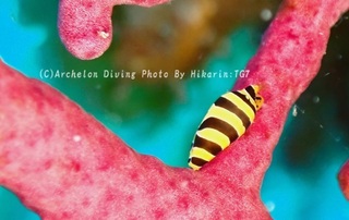 240812-aok-02tora.jpg