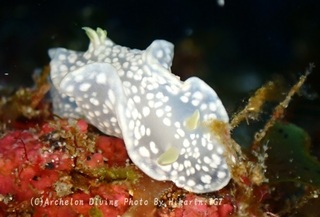 240812-aok-03yukidoke.jpg