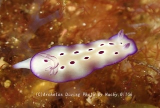 240812-ono-01madara.jpg