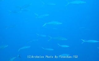 240812-yone-01tumu.jpg