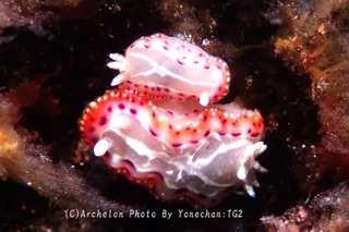 240812-yone-02setoiro.jpg