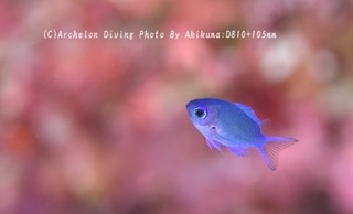 240907-aki-03shirobo.jpg