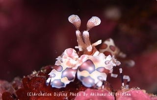 240907-aki-07hurisode.jpg