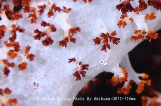 240908-kuma-01sukeroku.jpg