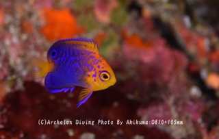240908-kuma-06renten.jpg
