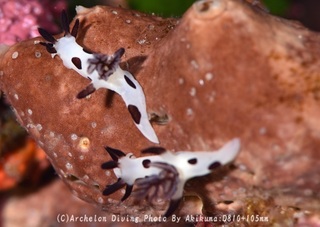 240908-kuma-07panda.jpg