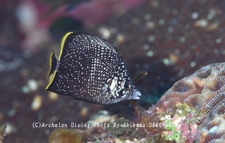 240908-kuma-12yuzen.jpg