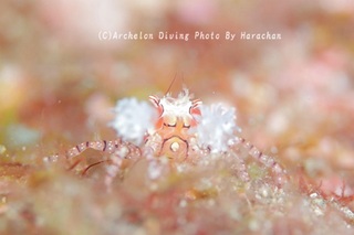 240914-har-01kincha.jpg