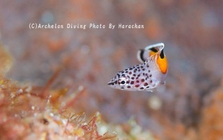 240914-har-02kanmuri.jpg