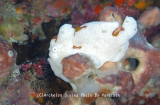 240915-har-03kaeru.jpg