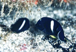 240915-hond-03abura.jpg