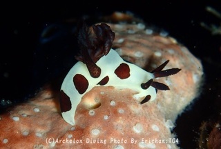 240918-eri-04panda.jpg