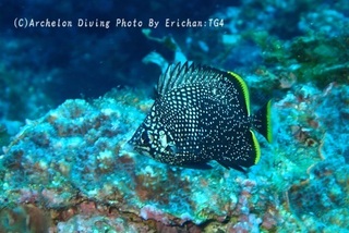 240918-eri-06yuzen.jpg