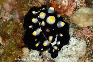 240923-kay-02umiusa.jpg