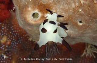240928-take-03panda.jpg
