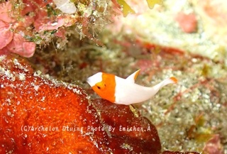 240929asaemi-04irobu.jpg