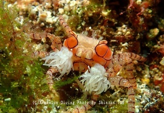 241011-saka-05kinchak.jpg
