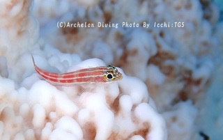 241012-ichi-03tatehebi.jpg