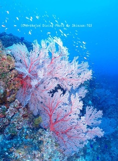 241012-shi-01funa02.jpg