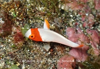 241014-naga-02irobu.jpg