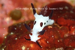 241014-sasa-05panda.jpg