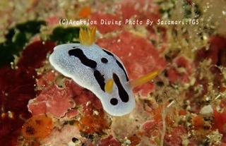 241014-sasa-06daiana.jpg