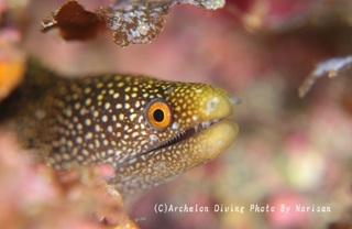 241019-nori-01waka.jpg