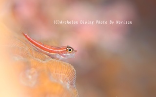 241019-nori-02tate.jpg