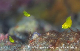 241020-hata-05kogane.jpg