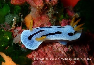 241026-kana-02kuromo.jpg