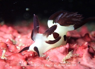 241027-miho-02panda.jpg