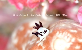 241105-kaz-03panda02.jpg