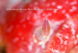 241105-kaz-04mikado.jpg