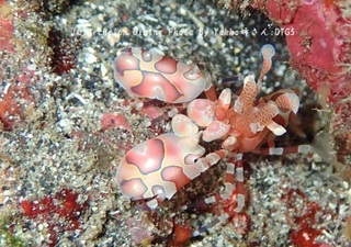 241105-yas-05hurisode.jpg