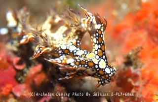 241111-shin-05hiodo.jpg