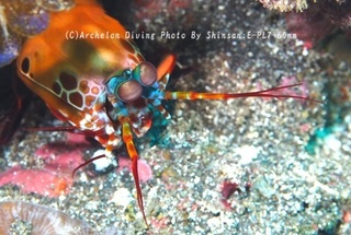 241111-shin-06monhana.jpg