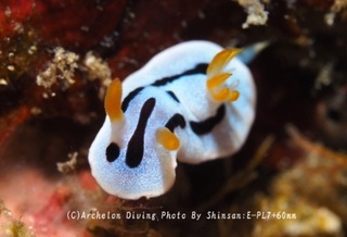 241112-shi-02daiana.jpg
