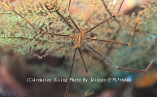 241112-shi-06oruto.jpg