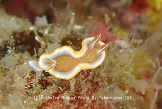 241122-take-02kyara.jpg