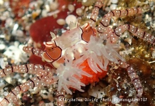 241129-ooym-02kinchak.jpg